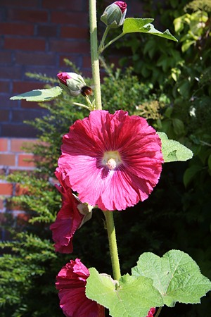 Ferienwohnung - Beispielfoto