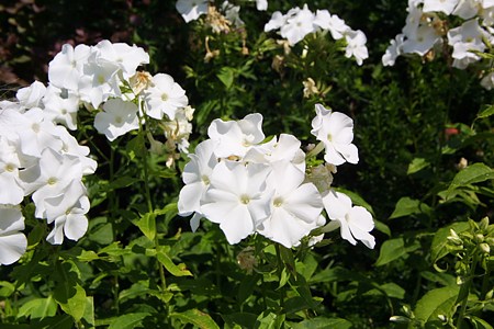 Ferienwohnung - Beispielfoto