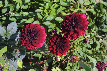 Ferienwohnung - Terrasse