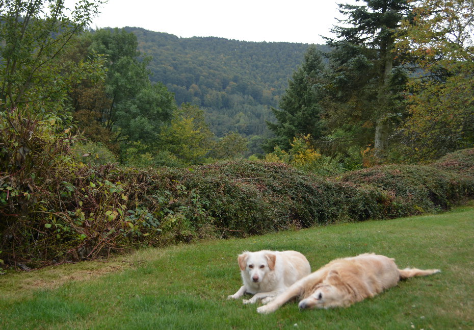 Ferienhaus am Stausee Bitburg - Terrasse