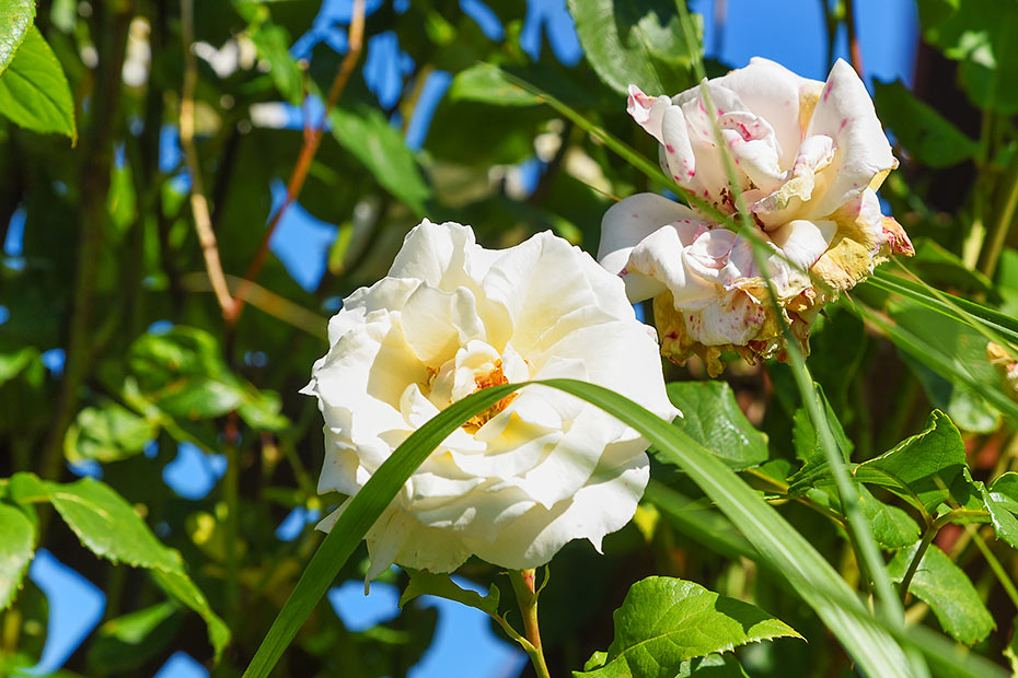 Ferienwohnung „Haus Janssen“ - Beispielfoto