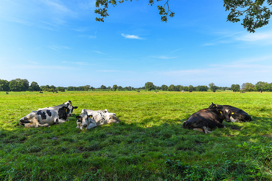 Ferienwohnung „Zur Kuhweide“ - Beispielfoto