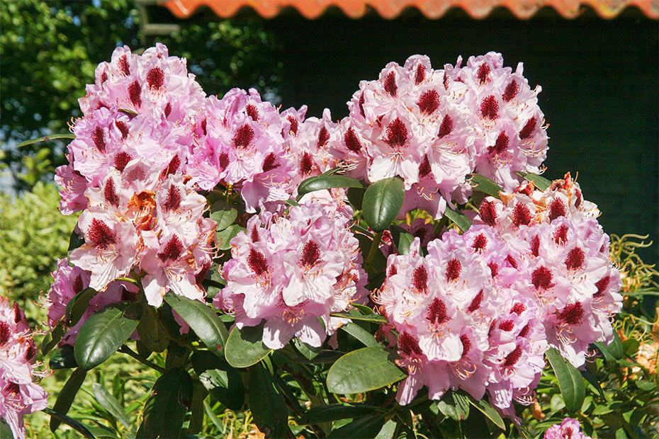 Ferienwohnung „Haus Solea“ - Weitere Garten-Fotos