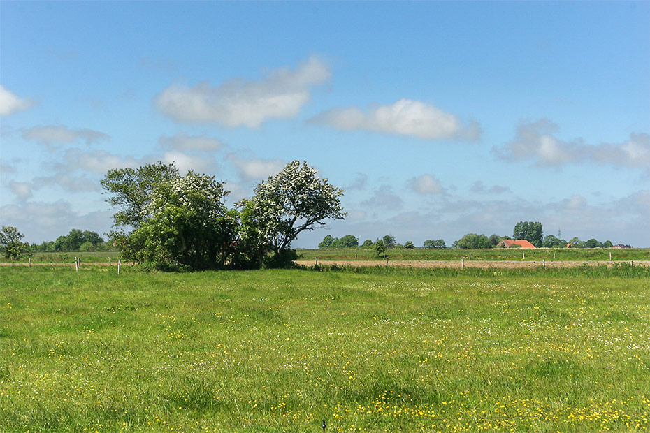 Ferienwohnung „Haus Solea“ - Aussicht über Felder und Wiesen nach Bensersiel