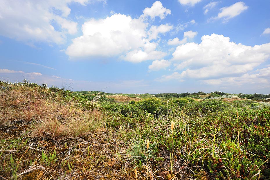 Ferienwohnung „de Badmeester“ - Blick in die Dünen vom Haus aus