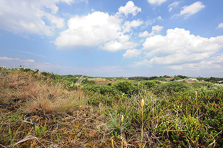 Ferienwohnung „Strandmuschel“ - Blick in die Dünen vom Haus aus
